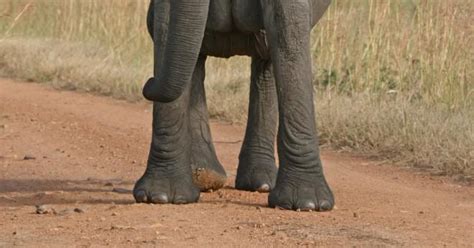 Hur hög är en elefant